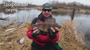 Трофейный окунь зимой на спиннинг!