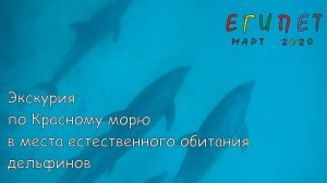 Египет. Коралловый риф. Дельфины.