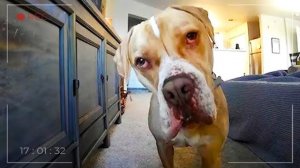 Смешные животные на камерах видеонаблюдения 😂 Когда питомцы думают, что за ними никто не наблюдает