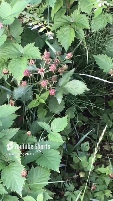 Ленинградская область. Хвойное. 20.07.2024. Дача. Цветущая и в ягодах ежевика безшипная