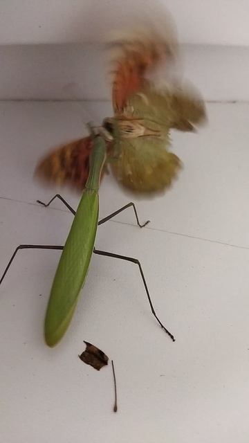 Богомол на охоте 