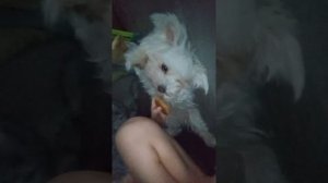 утренний влог