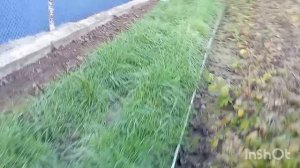 ХРИЗАНТЕМЫ ИЗ ЧЕРЕНКОВ.ДАЧА.ВЫБИРАЮ МЕСТО📍04. 12.25