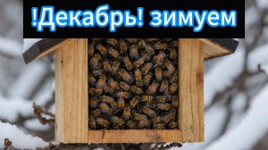 Зимовка пчел в Декабре!!