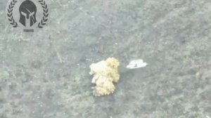 Маскировка не помогла бандеровской собаке!