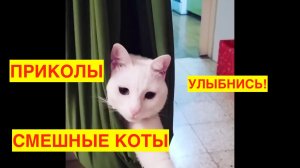 Приколы с котами! С ОЗВУЧКОЙ! - ЭЙ, СТУЧАТЬСЯ НАДО!