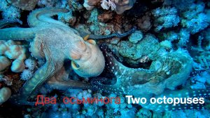 Два осьминога. В погоне за любовью.