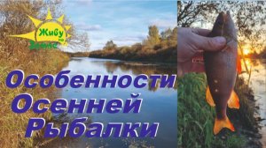 Большой окунь на Отводной поводок. Рыбалка поздней осенью