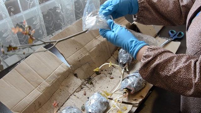 Обзор посылки с пионами от ЭКО САД-24