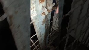 Отт соломы столько радости у ребятни хвостатой