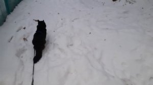 На прогулке котик Мишка.