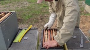 Подготовка поздних отводков к зимовке.