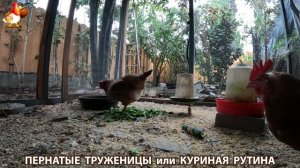 Куриная рутина – что делают куры на выгуле 😂 эпизод (76)