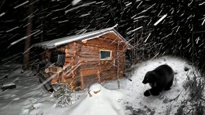 Живу в таёжной избе. Росомаха потрошит капканы