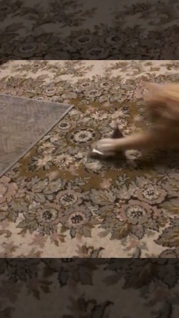 Санкт-Петербург. 04.12.2025.Котёнок Персик охотится на мышку. Эпизод 2