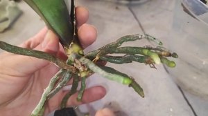 #143 ОрхоVLOG пересадила Scroppino, у меня новая орхидейка , полив