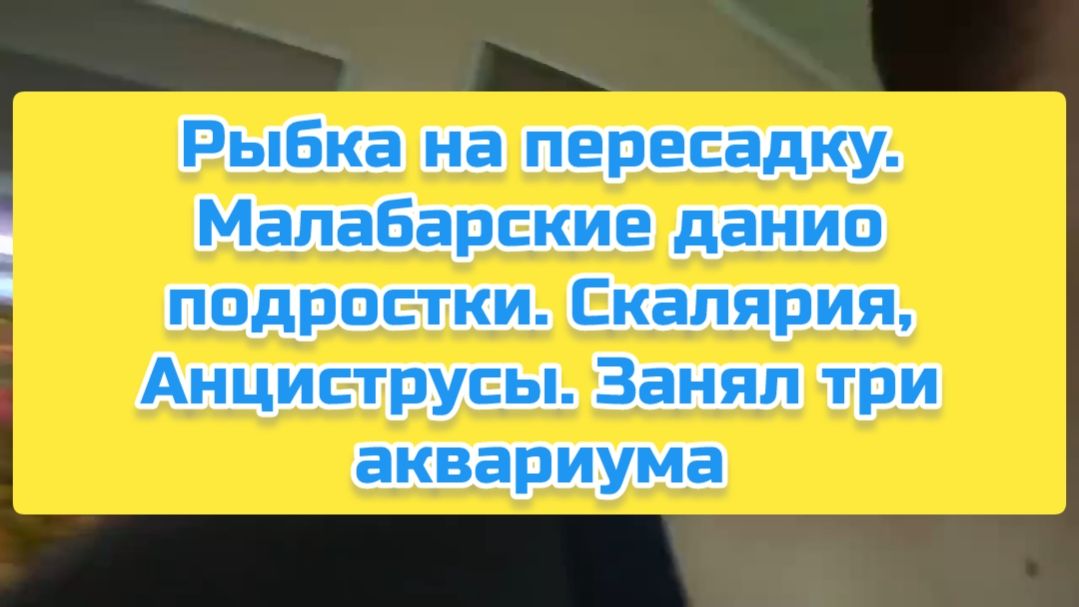 Рыбка на пересадку. Малабарские данио подростки. Скалярия, Анциструсы. Занял три аквариума смотреть онлайн