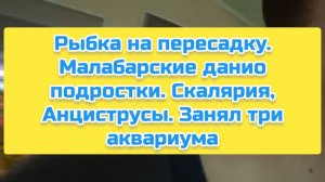 Рыбка на пересадку. Малабарские данио подростки. Скалярия, Анциструсы. Занял три аквариума