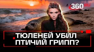К массовой гибели тюленей в Дагестане привёл… птичий грипп?
