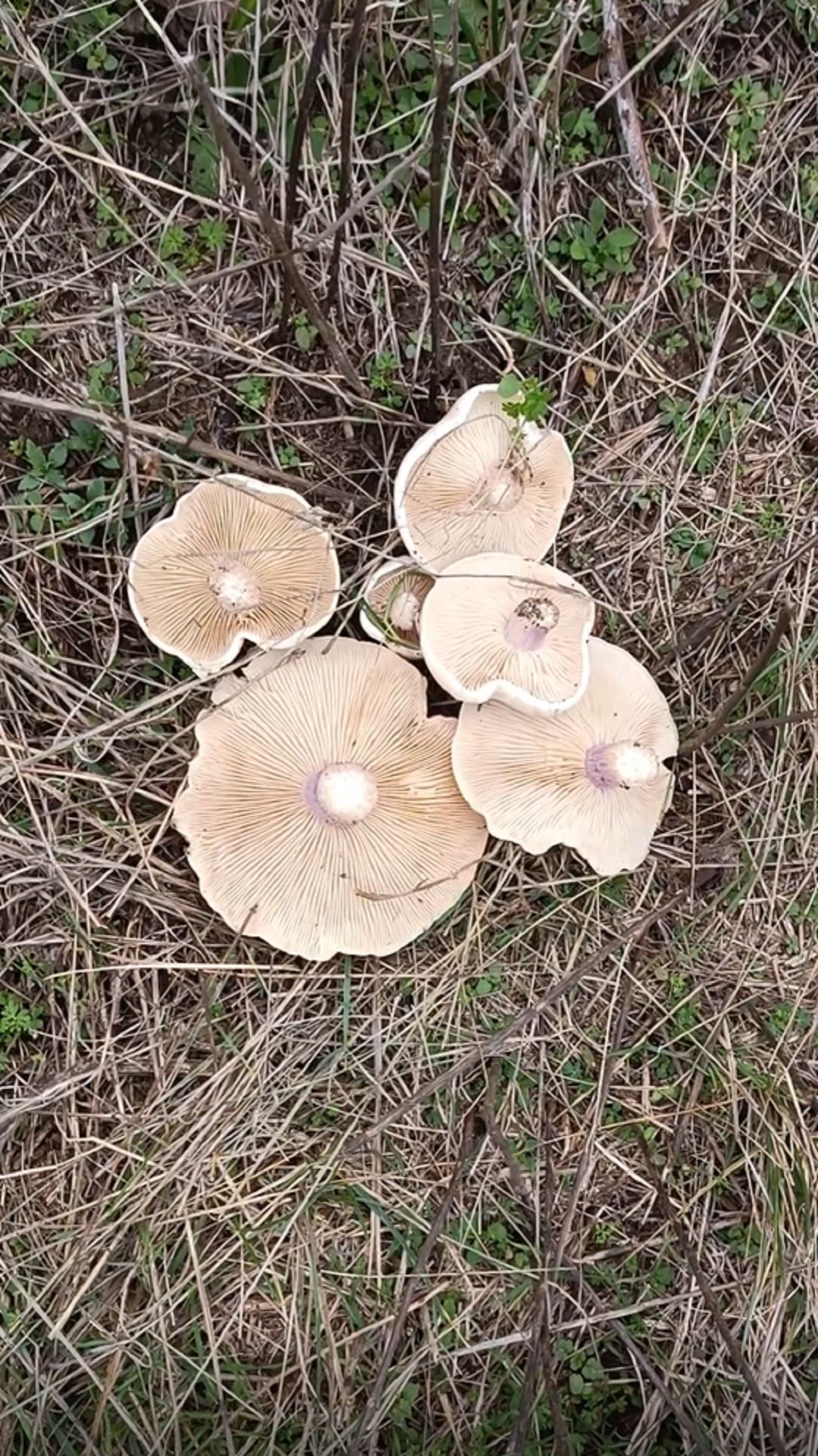 синеножка в декабре смотреть онлайн