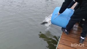 04.12.25. Зарыбление VIP зоны форелью.