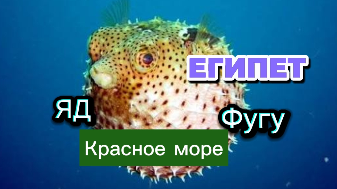 ЯДОВИТАЯ ФУГУ. ЕГИПЕТ