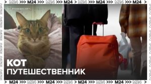 Потерявшийся в поезде кот вернулся домой после того, как объехал половину России - Москва 24