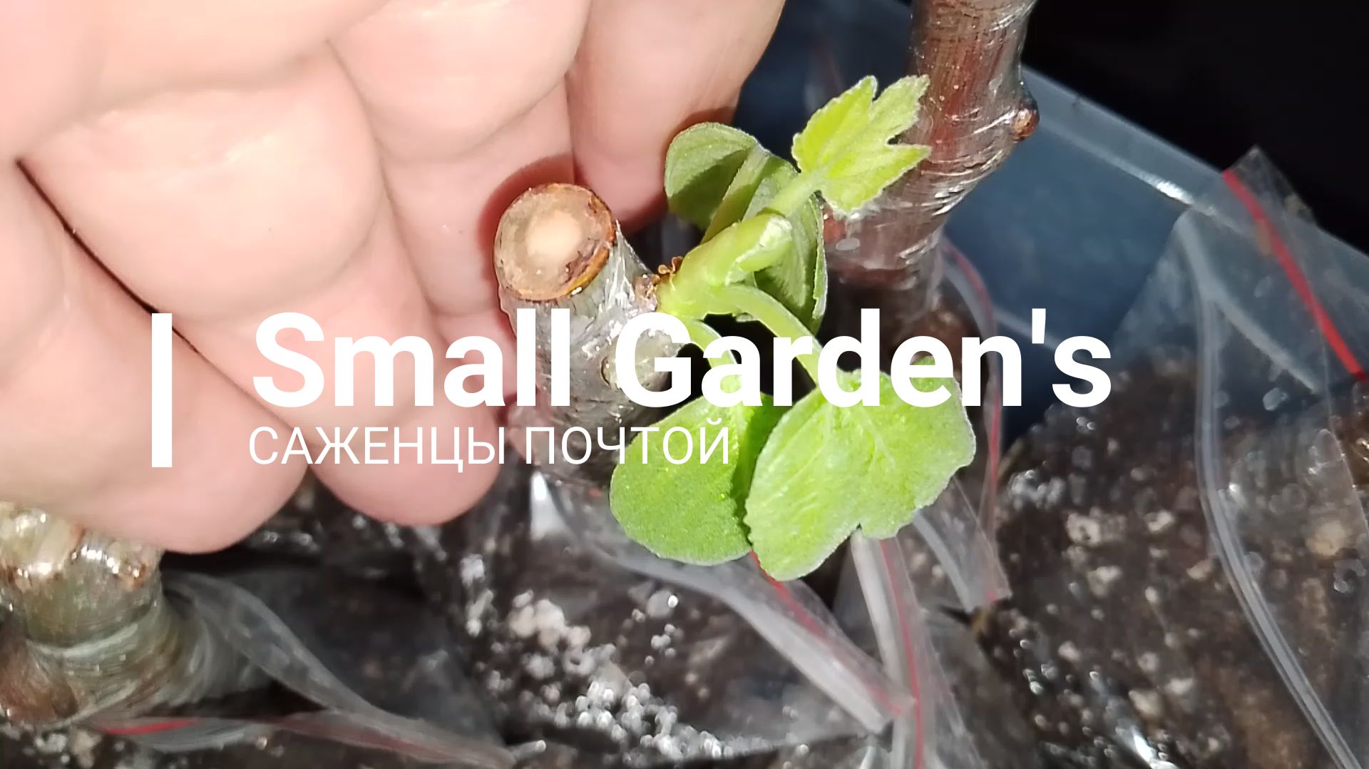 Черенки инжира Королевский текущий 80% результат 04.12.2025г. | Small Garden's