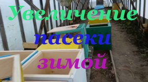 Что я делаю для увеличения и усиления пасеки зимой
