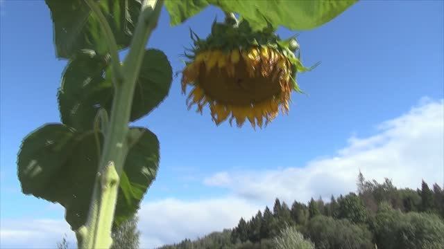 Лета Луцино 3.09.2022 прогулка