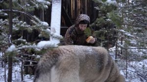 ПОЛГОДА СПУСТЯ В ИЗБУ ГЛУХАРИНУЮ. ТЯЖЁЛЫЕ БУДНИ ОХОТНИ