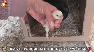Цыплята и Курочки селяночки лучшие беспородные несушки 🥚 (400)