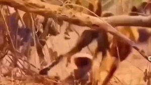 КТО ТАКОЙ МЕДОЕД