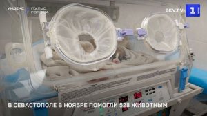 В Севастополе в ноябре помогли 528 животным