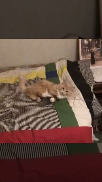 Санкт-Петербург. 04.12.2025.Котёнок Персик охотится на мышку. Эпизод 1