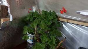 ГЕРАНЬ И ЗЕЛЕНЬ В ОД НОМ ФЛАКОНЕ .