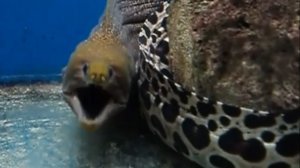 Животный мир Нячанга (Вьетнам): кто из обитателей оставил самые яркие впечатления?