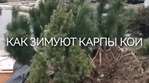 Как зимуют карпы кои