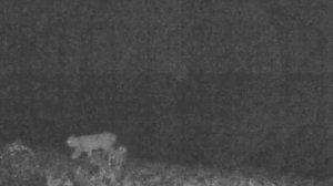 Рысь на Южно-Чуйском хребте в Республике Алтай