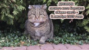 ДНЕВНИК лесного кота: «Барсик ждет снег!» - 2 декабря 2025 года