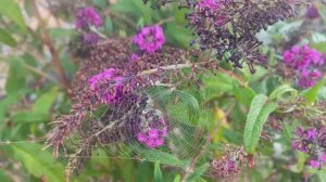 Как пермакультура работает осенью в Крыму