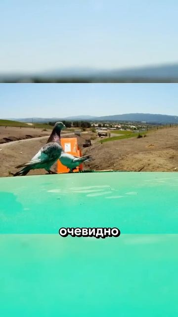 Разрушители легенд