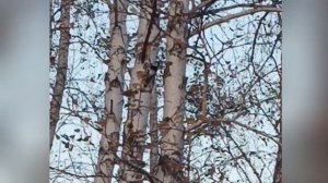 Удалось снять дятла, ух и шустрая птичка.🐦