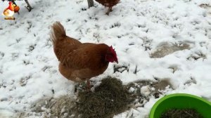 Куры зимой очень счастливы 🤗😂😜   (3)
