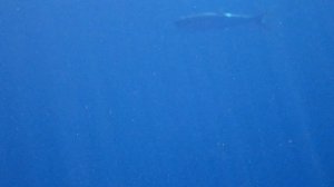 Туристик Шарк))