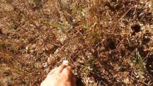 БОГАТЫЕ ЗОЛОТОМ СОВЕТСКИЕ отвалы