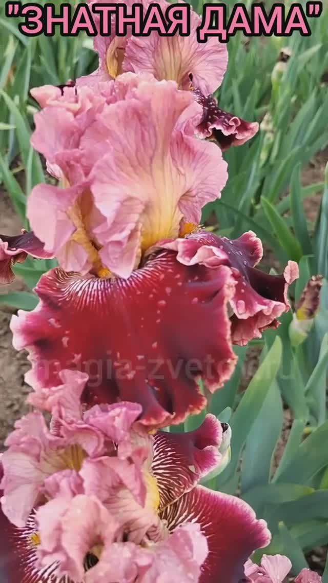 ирис 'Знатная дама' (Рябых О.А., 2017)