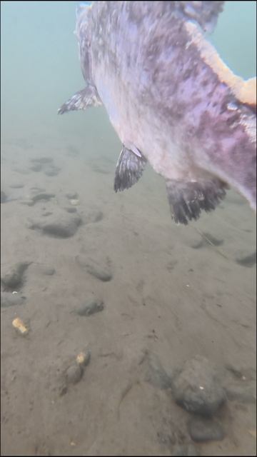 Финал цикла: что остаётся после нереста