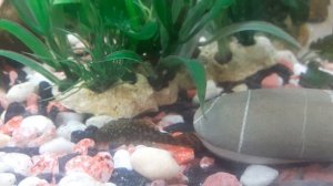 Мой озёрный аквариум и рыбки