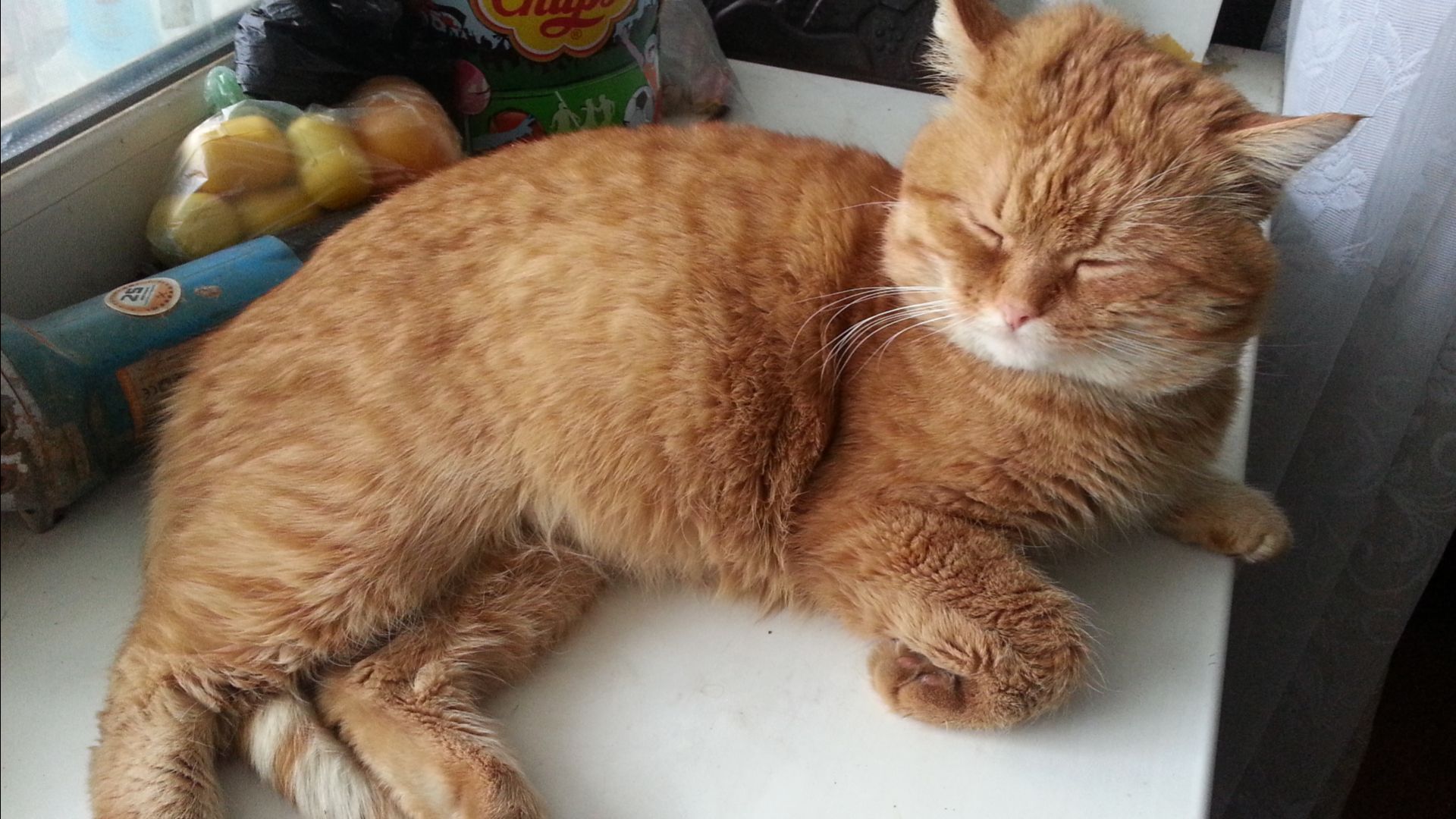 Кошкина коробка